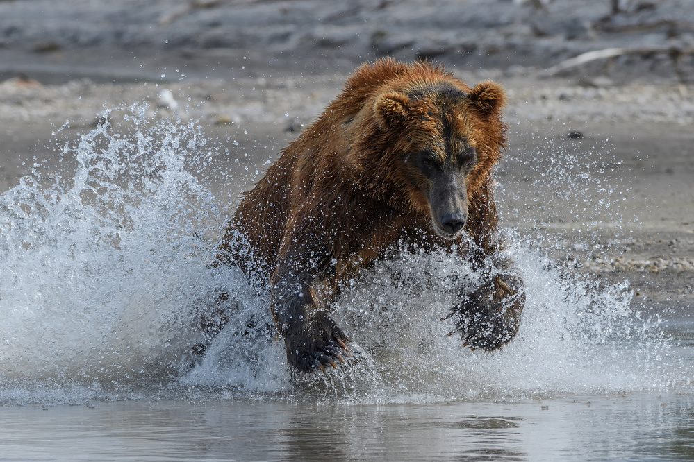 On the hunt von Bruno Emmenegger