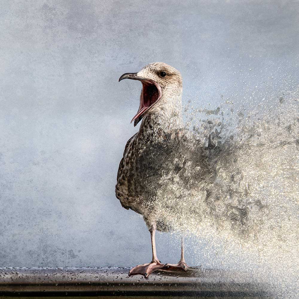 Wasservogel von Bruno Flour