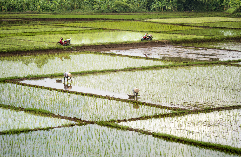 Rice Fields von Burak Senbak