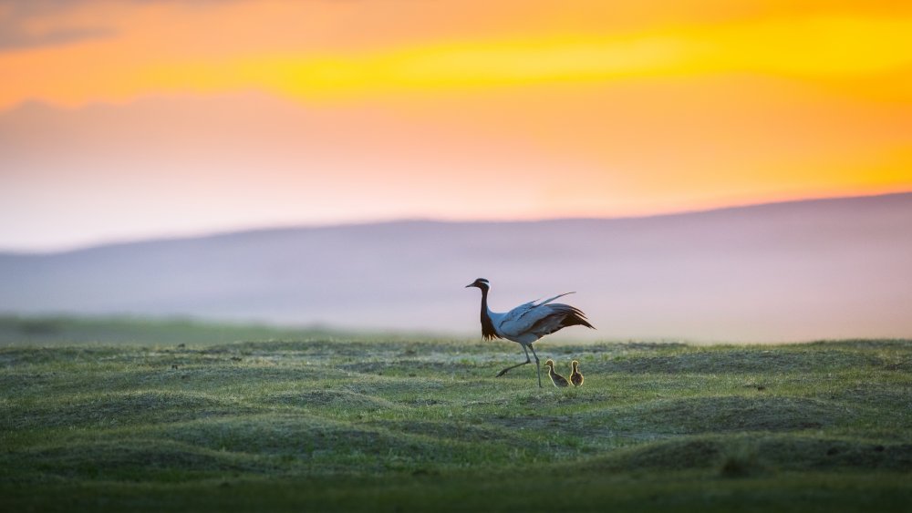 Mongolian landscape von C. Mei