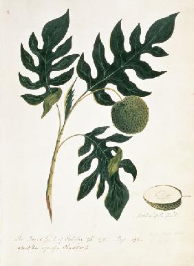 Brotfruchtbaum (The Bread Fruit of Otahytey)
