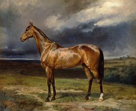 'Abdul Medschid' the chestnut arab horse