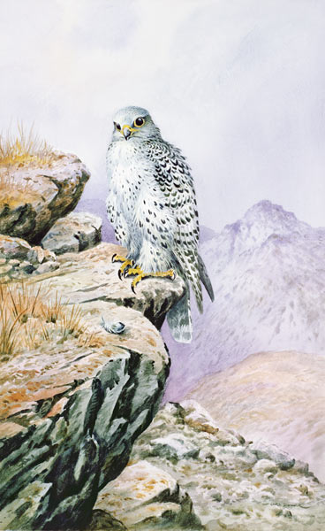 Gyrfalcon  von Carl  Donner