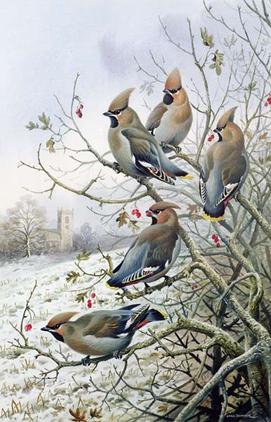 Waxwings  von Carl  Donner