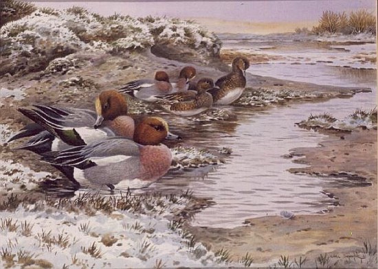 Daybreak on the Washes - Wigeon  von Carl  Donner