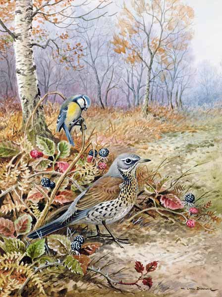 Fieldfare and Blue Tit  von Carl  Donner