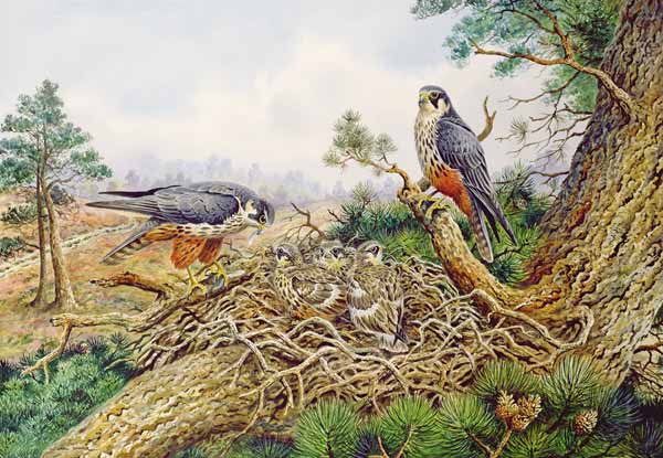 Hobbys at their Nest  von Carl  Donner