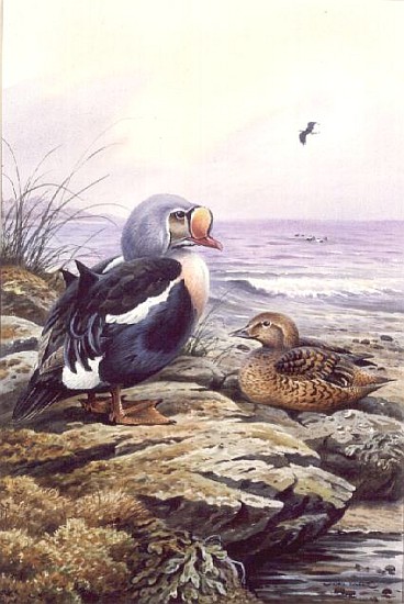 King Eider (w/c)  von Carl  Donner