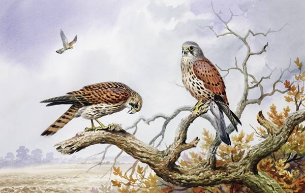 Pair of Kestrels (w/c)  von Carl  Donner