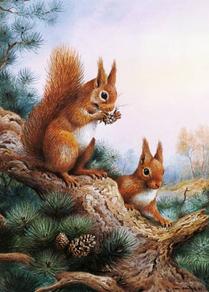 Pair of Red Squirrels on a Scottish Pine  von Carl  Donner