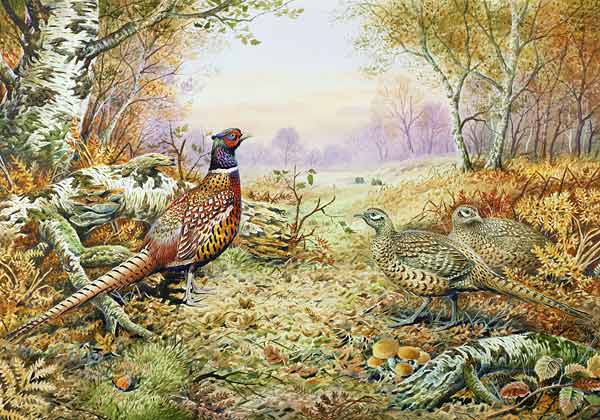 Pheasants in Woodland  von Carl  Donner