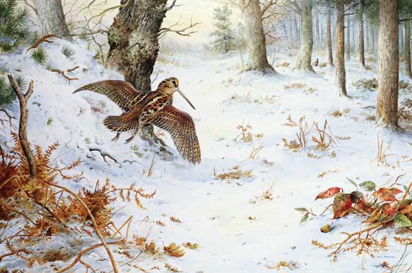 Snipe in Wooded Landscape  von Carl  Donner