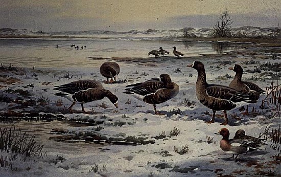 White Fronted Geese (w/c)  von Carl  Donner