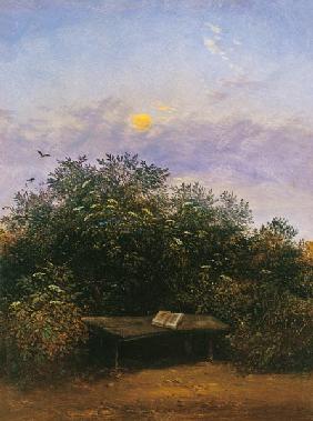 Blühende Holunderecke im Mondschein