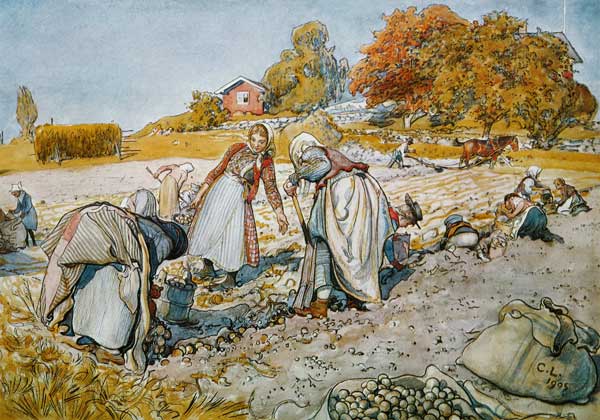 Digging Potatoes von Carl Larsson