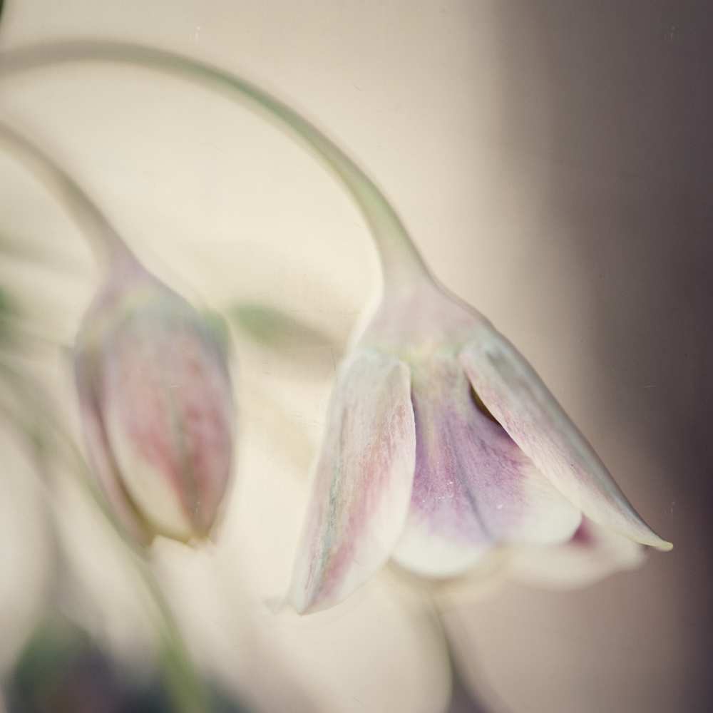 Soft shades of pink von Carla Vermeend