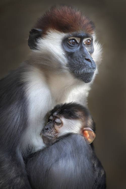 Tired von Carles Just