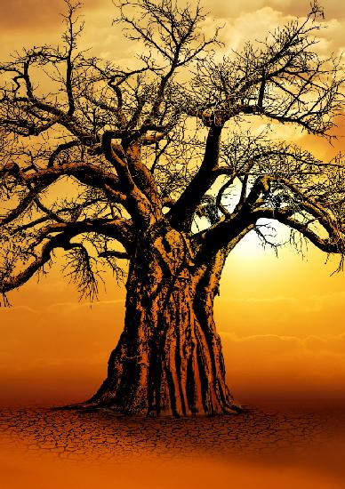 African Baobab Tree at Sunset