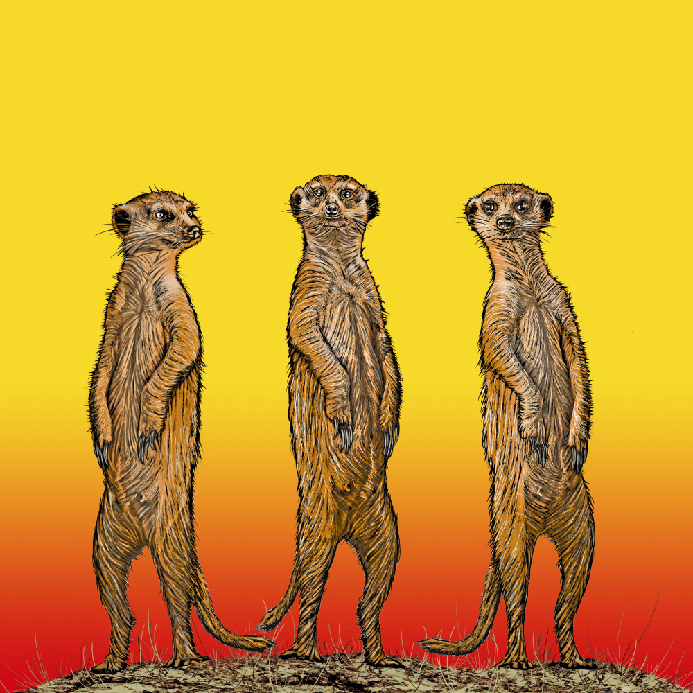 Meerkat Gang at Sunset von Carlo Kaminski