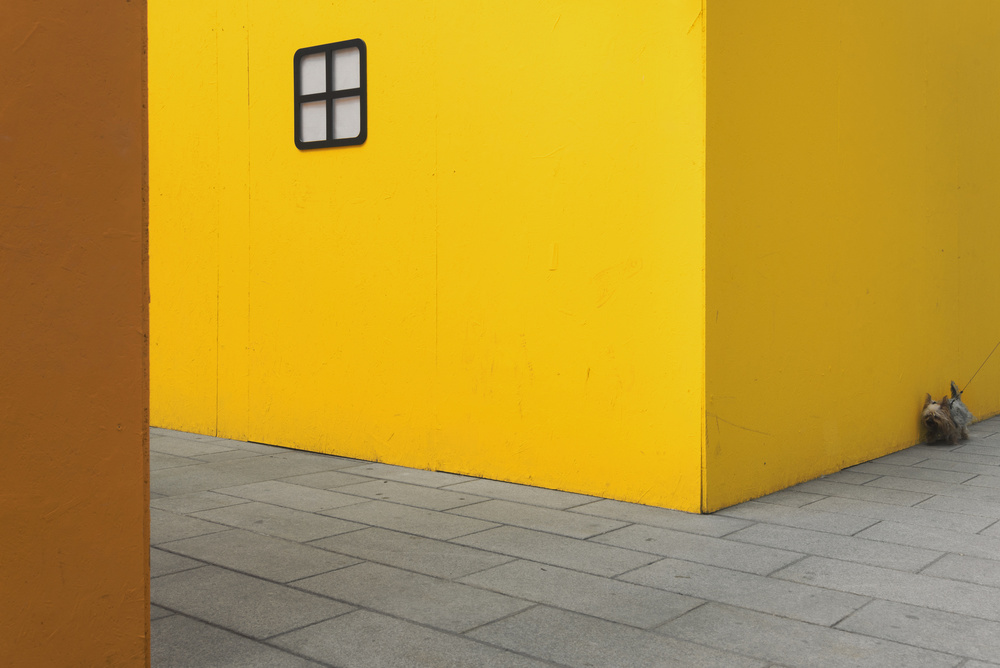 Yellow street dog von Carlo Tonti