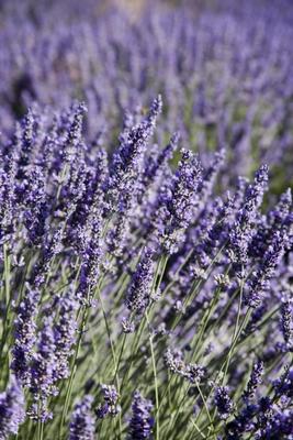 provence von Carlos Sanchez Pereyra