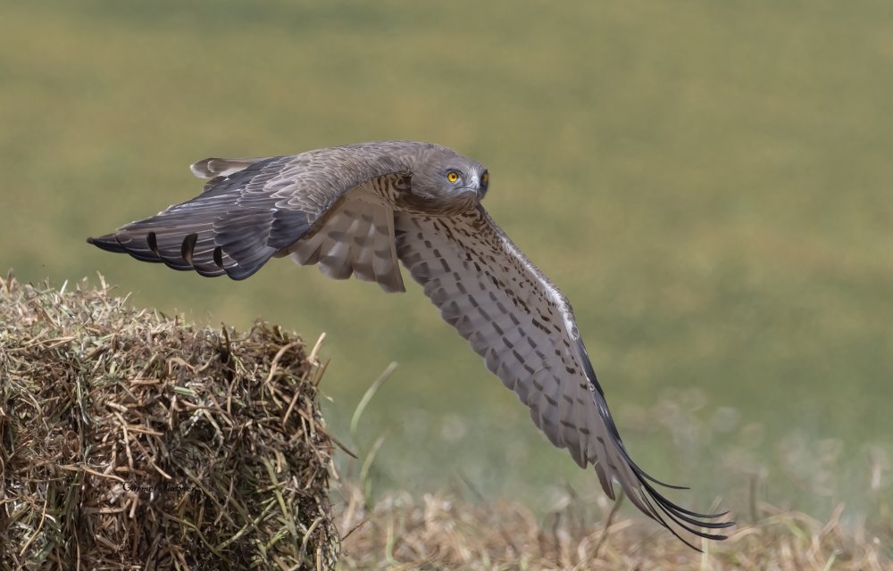 Fly away von Carmel Tadmor