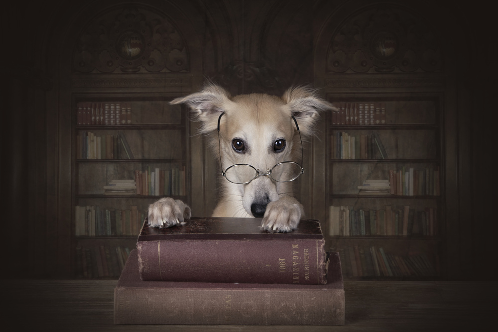 Professor Remus von Carola Kayen-Mouthaan