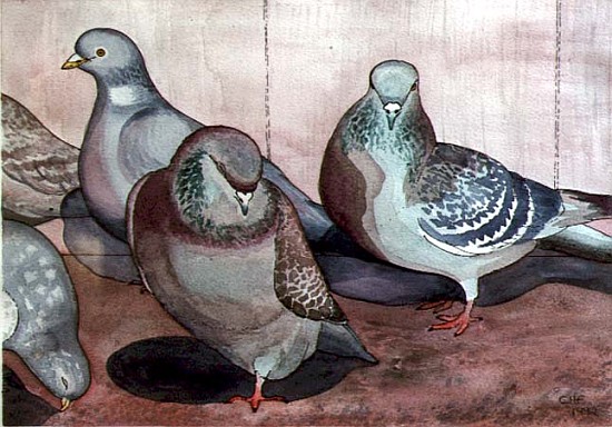 Pigeons (w/c on paper)  von Carolyn  Hubbard-Ford