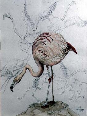 Flamingo (pencil and w/c on paper)  - Carolyn  Hubbard-Ford