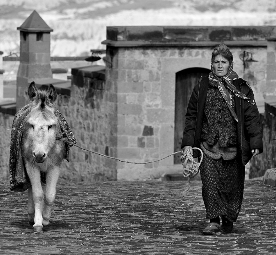 The companion von Catalin Parau