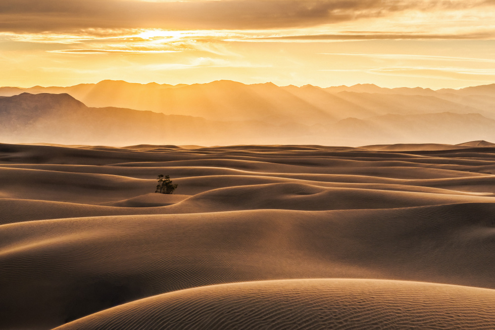 Golden Rays over Sand Dunes von Catherine Lu