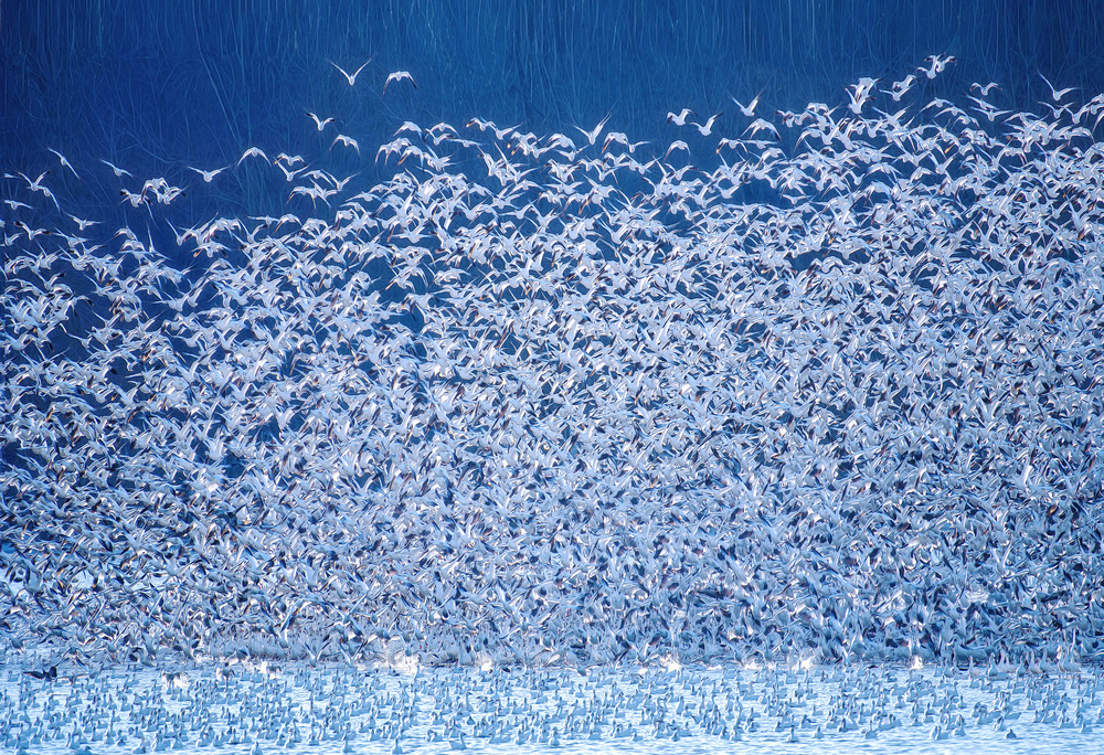 Snow Geese Migration von Catherine W.