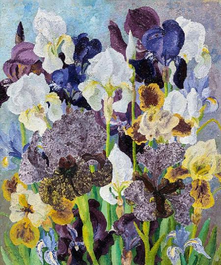 May Flowering Irises