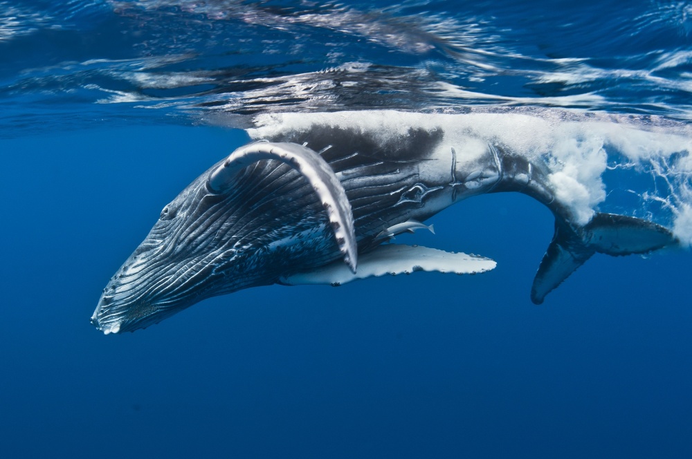 Humpback whale calf,  Reunion Island von Cédric Péneau