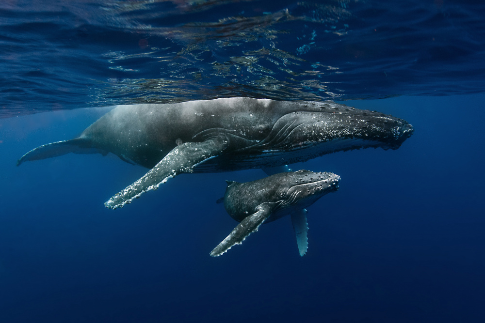 Humpback whales von Cédric Péneau