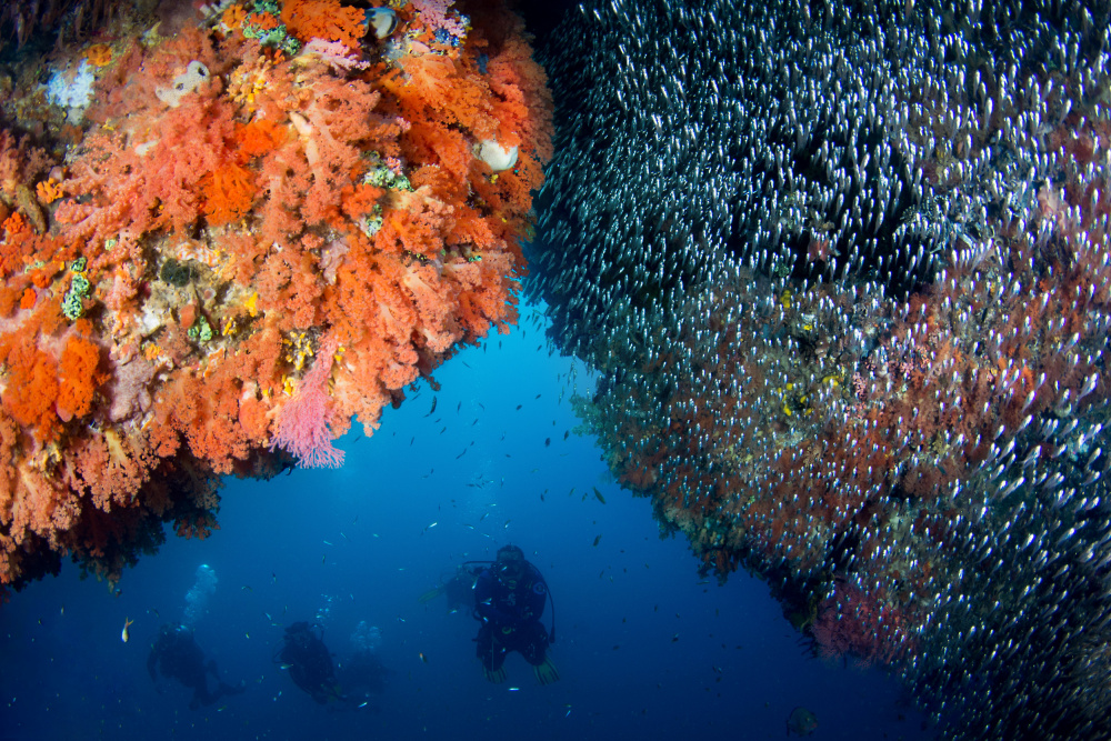 Split reefscape von Cédric Péneau