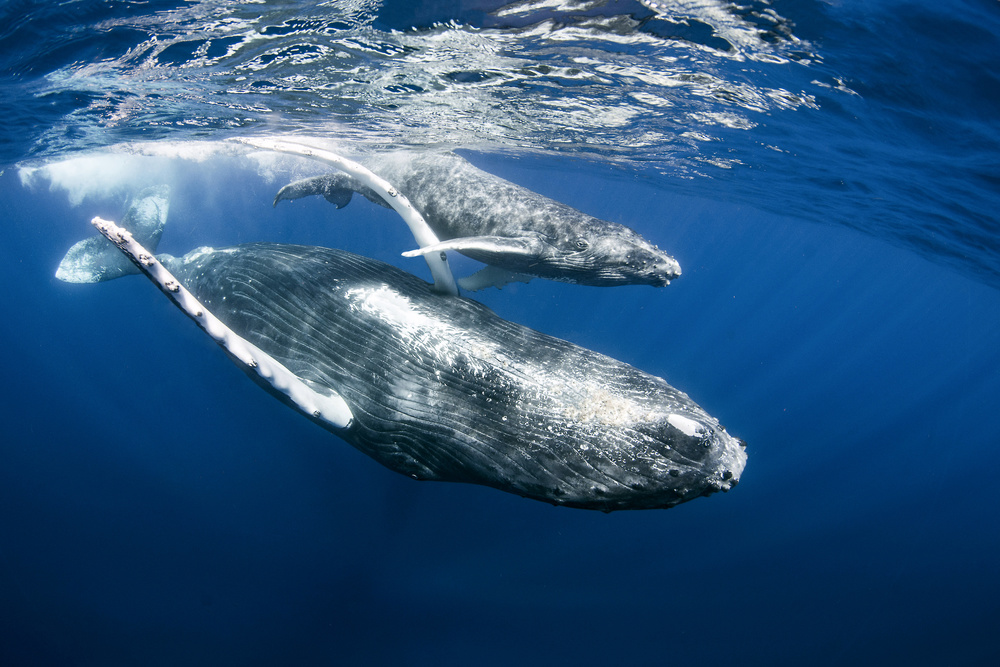 Lets Play ! von Cédric Péneau