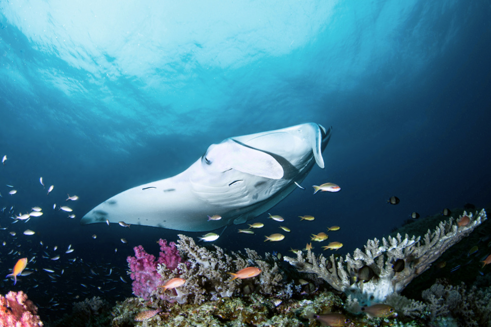 Manta on the reef von Cédric Péneau