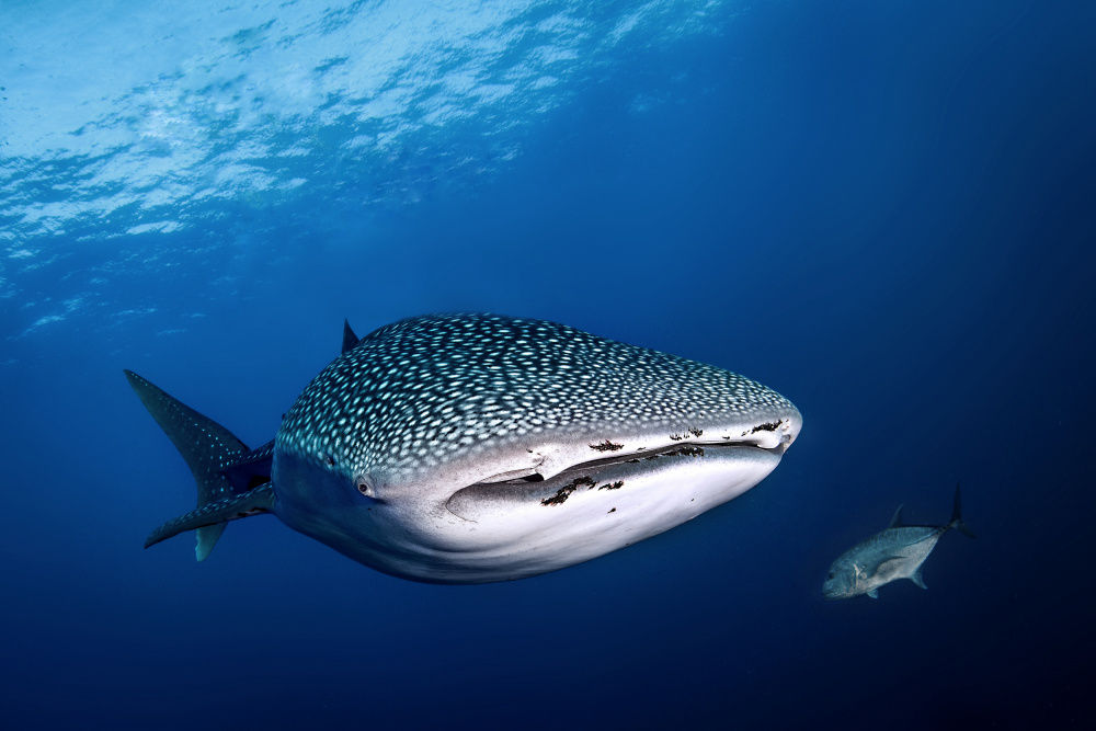 whale shark and giant trevally von Cédric Péneau
