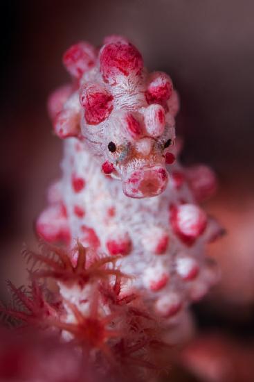 Pygmy seahorse