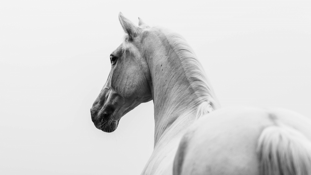 a short story about a shorn horse von Cembrzynski Ignacy