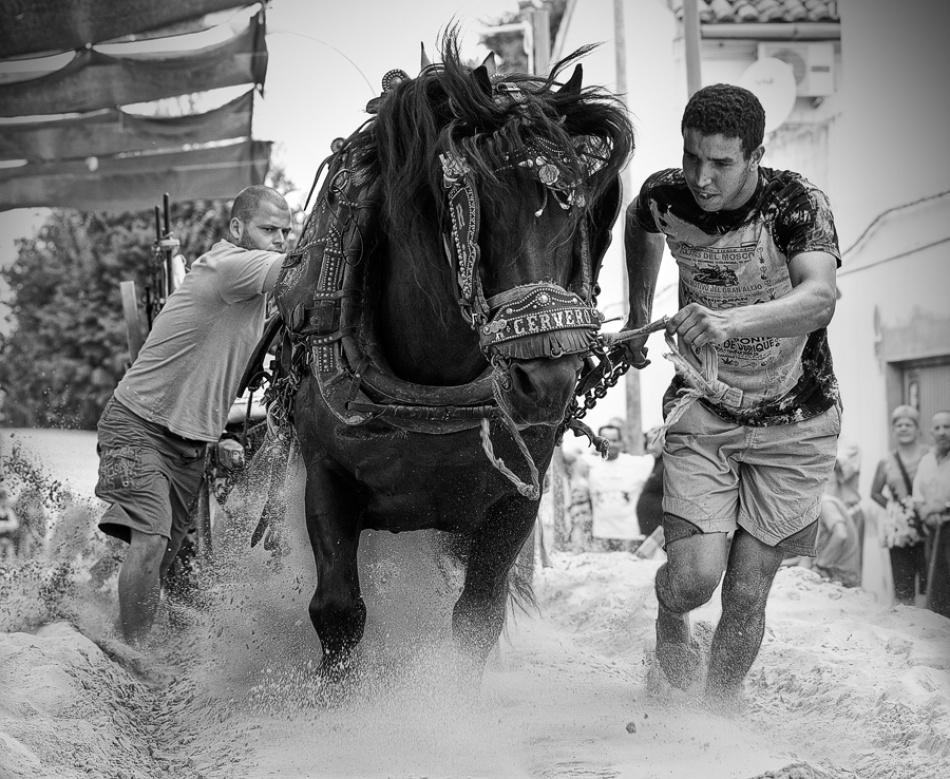 Tiro y arrastre von Cesar March