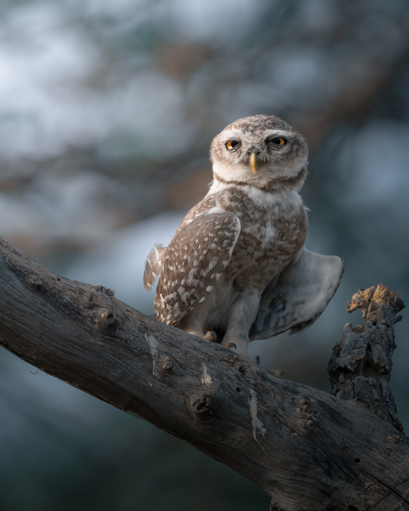 The Wise of the Jungle von Chaitanya Rawat