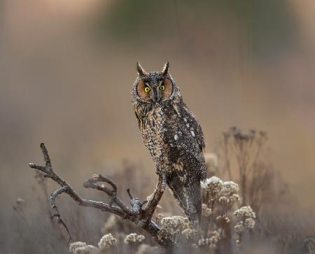 Long Eared Owl