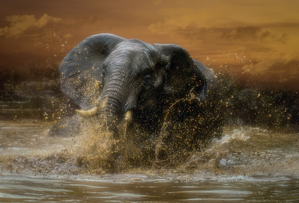 ‘…free to play…’ von Charlaine Gerber