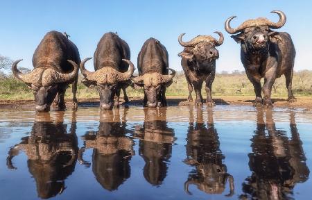 Buffaloes by the waterhole...