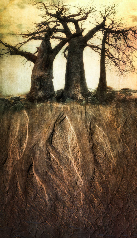 ‘…there was a tree, as old as me…’ von Charlaine Gerber