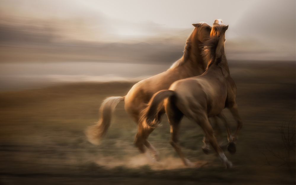 Stallion Rivalry... von Charlaine Gerber