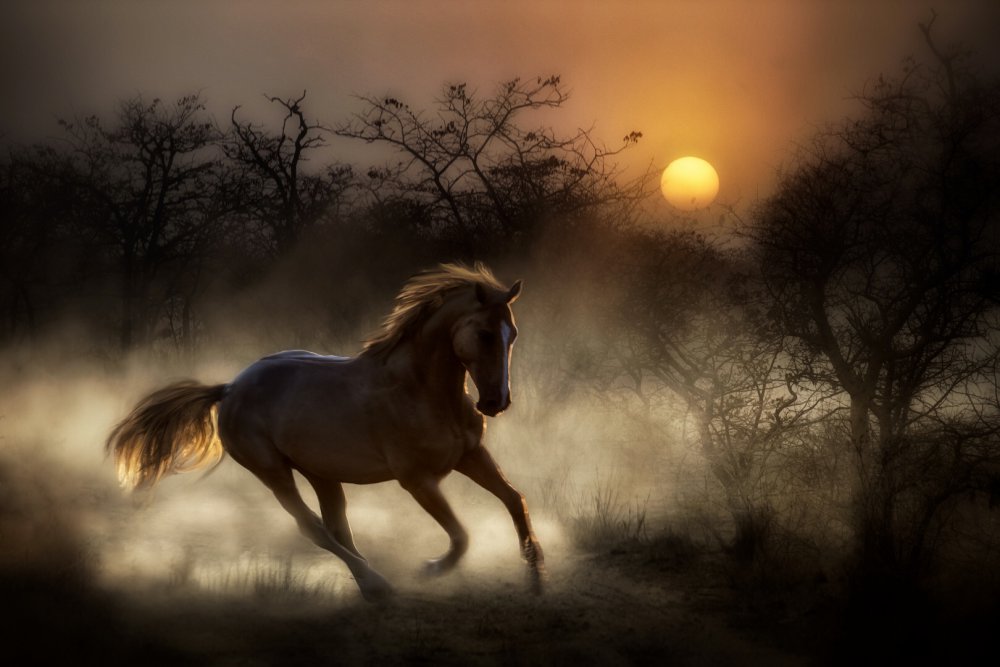 I tried in my way to be free... von Charlaine Gerber