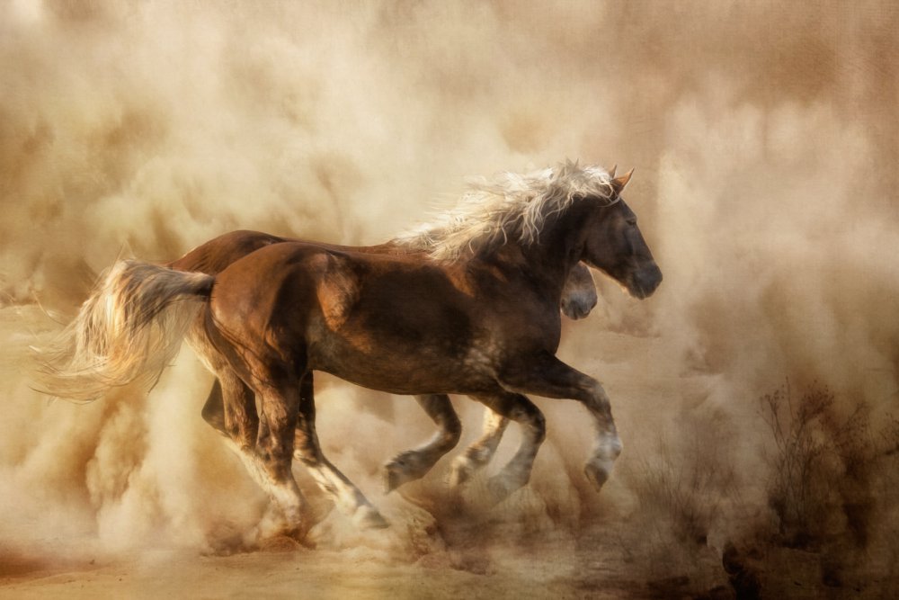 Horses in the dust... von Charlaine Gerber